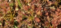 Sundew #149.jpg