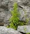 Anogramma leptophylla #122.jpg