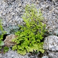 Anogramma leptophylla #137.jpg