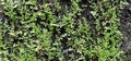 Anogramma leptophylla #170.jpg