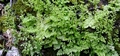 Anogramma leptophylla #172.jpg