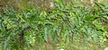 Asplenium billotii #037.jpg