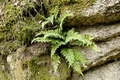 Asplenium billotii #078.jpg