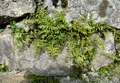 Asplenium billotii #107.jpg
