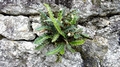 Asplenium ceterach #167.jpg