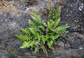 Asplenium marinum #180.jpg