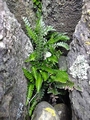 Asplenium marinum #184.jpg