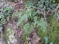 Asplenium onopteris #082.jpg