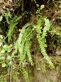 Asplenium trichomanes #065.jpg