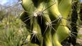 Cactus-03.jpg