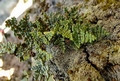 Cheilanthes hispanica #014.jpg