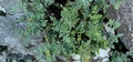 Cheilanthes hispanica #023.jpg