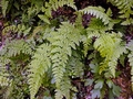 Cystopteris diaphana #058.jpg