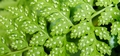 Cystopteris diaphana #061.jpg