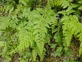 Cystopteris diaphana #062.jpg
