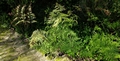 Jardim Bot�nico do Porto #032.jpg