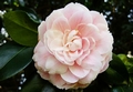 Jardim Bot�nico do Porto #034.jpg