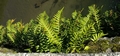 Polypodium cambricum #003.jpg