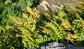 Polypodium cambricum #006.jpg