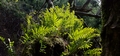 Polypodium cambricum #094.jpg
