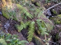 Polystichum setiferum #089.jpg