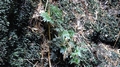 Trichomanes speciosum #001.jpg