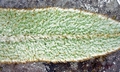 Elaphoglossum semicylindricum SJ19 #05.jpg