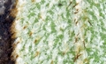 Elaphoglossum semicylindricum SJ19 #06.jpg