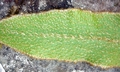 Elaphoglossum semicylindricum SJ19 #07.jpg