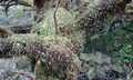 Hymenophyllum tunbrigense SJ19 #01.jpg