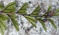 Hymenophyllum wilsonii SJ19 #02.jpg