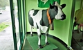Plastic cow SJ15.jpg