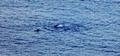 cetaceans-#01.jpg