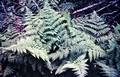 Dryopteris-crispifolia-#01.jpg