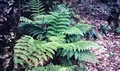 Dryopteris-crispifolia-#02.jpg