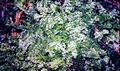 Hymenophyllum-tunbrigense-#01.jpg