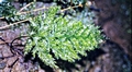 Vandenboschia-speciosa-#02.jpg