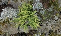 Asplenium trichomanes subsp. quadrivalens SM09.jpg