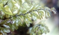 Hymenophyllum wilsonii SM10 #02.jpg