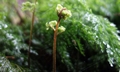 Vandenboschia speciosa SM09 #03.jpg