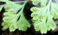 Annogramma leptophylla #E10.jpg