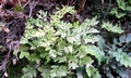Cheilanthes maderensis #E05.jpg