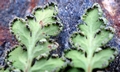 Cheilanthes maderensis #E08.jpg