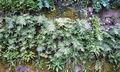 Polypodium cambricum #F02.jpg