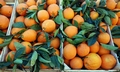 Randazzo market - oranges  #E01.jpg