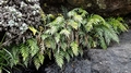 Asplenium aethiopicum subsp. filare F1.jpg