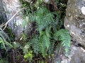 Asplenium aethiopicum subsp. tripinnatum C1.jpg
