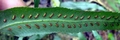 Asplenium anisophyllum A2.jpg