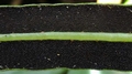 Elaphoglossum acrostichoides B2.jpg