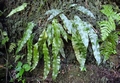 Elaphoglossum hybridum C1.jpg